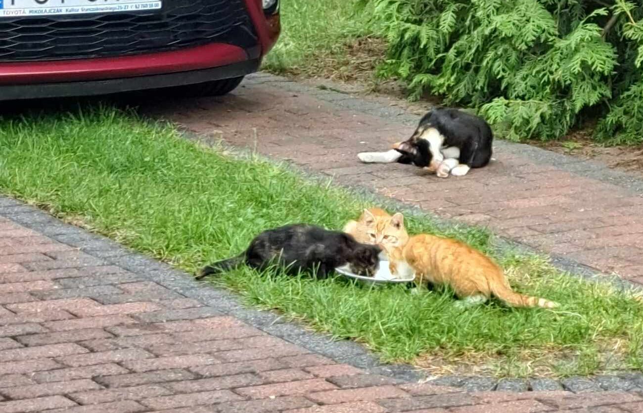 Kocięta szukają nowego domu