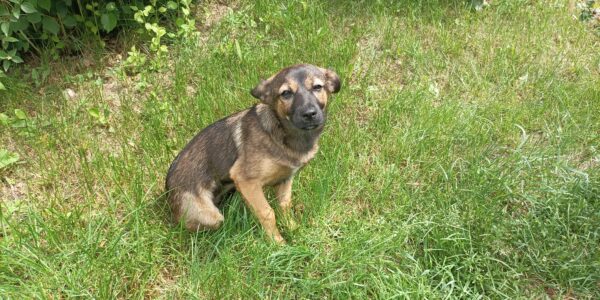 Gorąco zachęcamy do adopcji